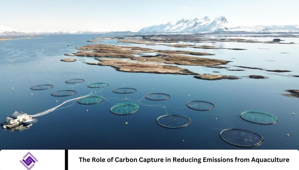 The Role of Carbon Capture in Reducing Emissions from Aquaculture